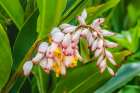 Ginger flowers-Waikiki-Honolulu-Hawaii. Art Print